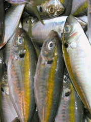 Fische