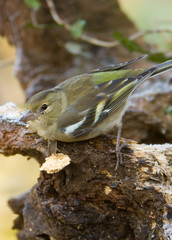 Female Chaffinch camouflaged on tree stump