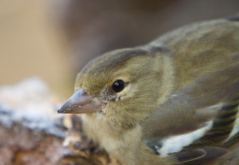 Close up of head of hen Chaffinch - fringilla Coelebs