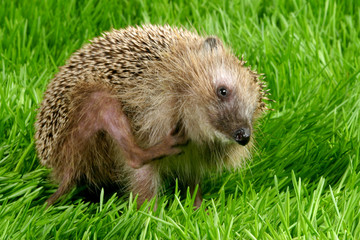 the hedgehog is scratched 