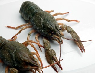 Ronnie and Reggie Crayfish