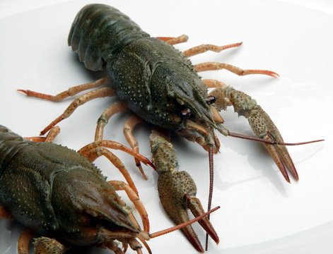 Ronnie and Reggie Crayfish