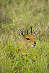 Very Young Impala calf at the savannah South Africa