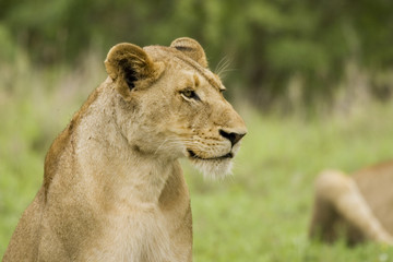Lion female in South Africa