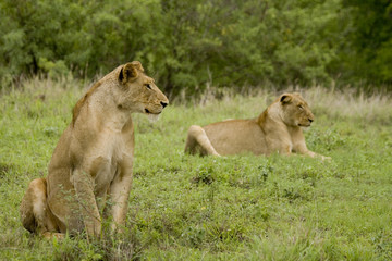 Obraz na płótnie Canvas a pair of wild lions in nature