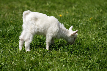 Naklejka na ściany i meble Funny goat on green meadow