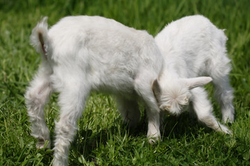 Funny goat on green meadow