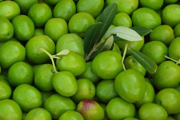 Olive 17