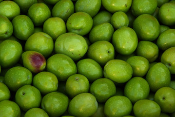 Olive 18