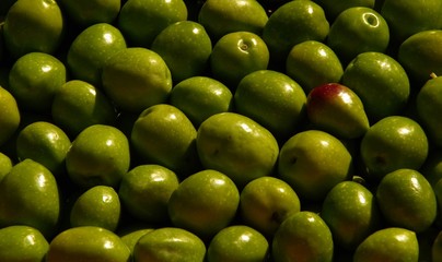 Olive 19