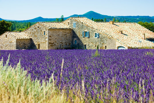 Champ de lavande et sa ferme - Field of lavander and its farm