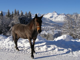 Cheval en libert&eacute; dans la neige