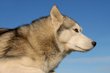 portrait of a beautiful purebred siberian husky