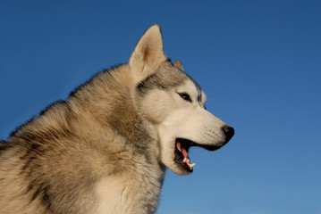 siberian husky