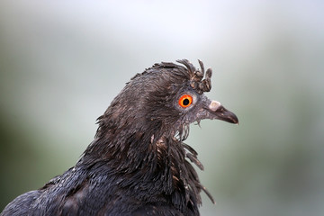 pigeon