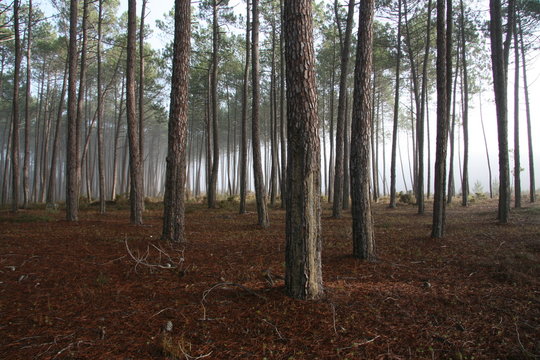 pinhal com nevoeiro
