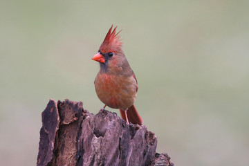 Male Northern Cardinal on a Stump