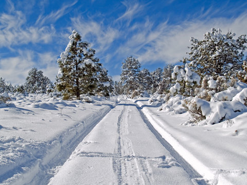 Rural forest road in winter 