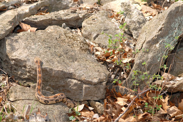 Obraz premium A large timber rattlesnake is crawling over rocks near it's den 