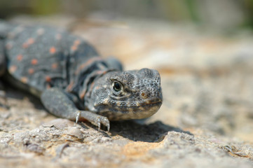 An image of a cute little collard lizard 