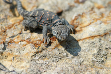This small collard lizard is basking on a rock to absorb heat.