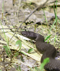 Adder