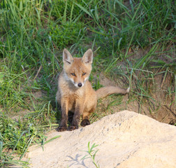 Red Fox ( Vulpes vulpes )