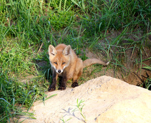 Red Fox ( Vulpes vulpes )