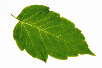 Obraz premium Green Leaf over white background