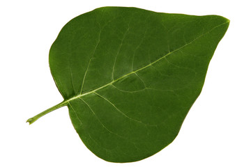 Obraz premium green leaf over white background