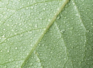 macro of leaf with water dorps