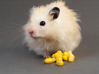 Fluffy hamster with corn on grey background