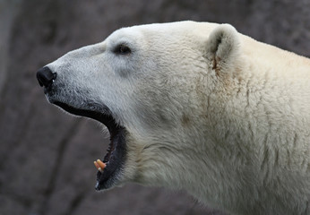 Portrait d& 39 ours polaire