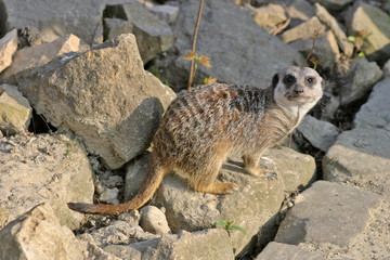 Meerkat (mammal)