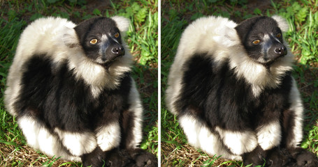 lemur is showing apathy and insult © Vladimir Kant