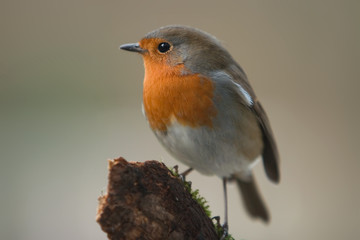 Close up of a Robin - Erithacus rubecula