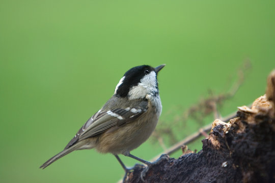 Close up of a Coal Tit(Parus ater) on a branch