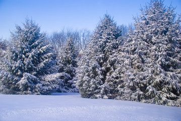 Fallen snow on some pine trees
