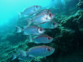 Fische am Riff
