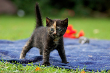 Katzenwelpe