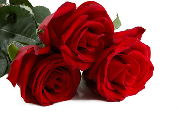 Close-up shot of a red roses