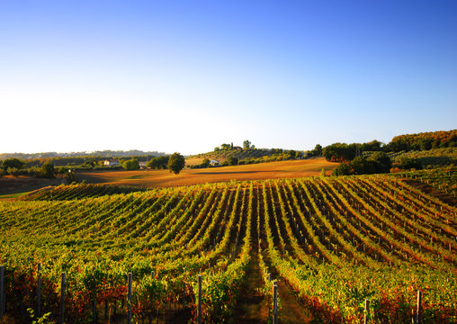Fototapeta Vineyard in Italy