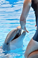 delfin © juanjo