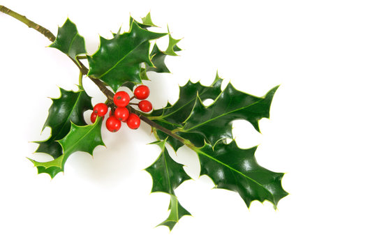 holly branch, over a white background