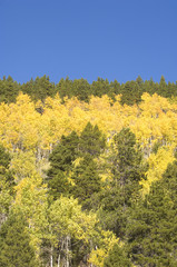 Fototapeta premium Blue sky and aspen trees in rocky mountain national park