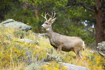 Naklejka na ściany i meble Buck jelenia stoi na kolorowe wzgórzu
