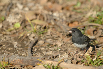 A dark-eyed junco bird on the ground scratching for seeds.
