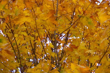 yellow leaf in a tree in the fall