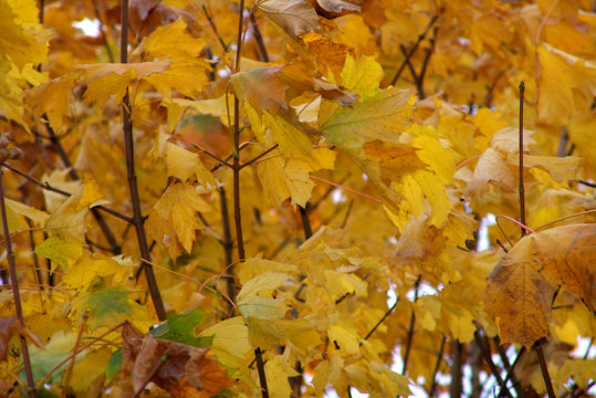 yellow leaves of a tree in the fall