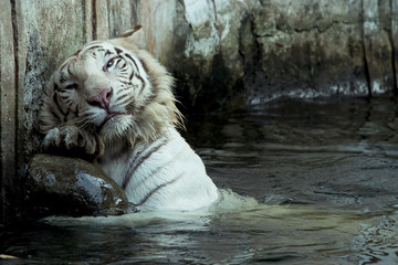 Naklejka premium white bengal tiger scratching his back